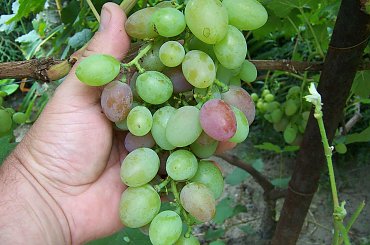 N Wostorg Krasny #grona #winorośl