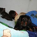 Koty do adopcji #adopcja #adopcje #Gliwice #kocięta #kot #kotki #koty #pomoc #przygarnę #schronisko #zaadoptuję #zwierzęta