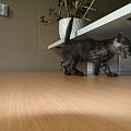 Koty do adopcji #adopcja #adopcje #Gliwice #kocięta #kot #kotki #koty #pomoc #przygarnę #schronisko #zaadoptuję #zwierzęta