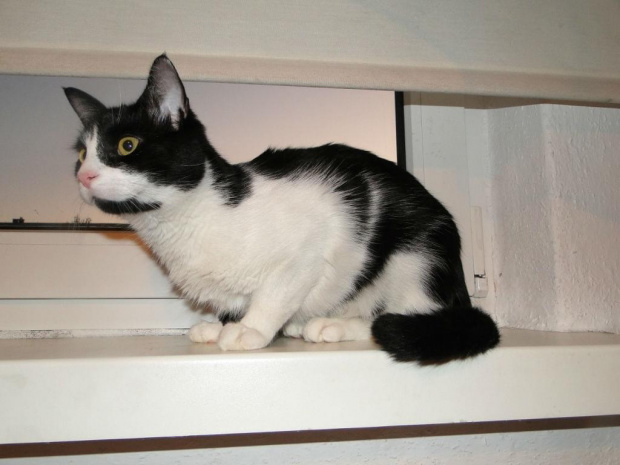 Koty do adopcji #adopcja #adopcje #Gliwice #kocięta #kot #kotki #koty #pomoc #przygarnę #schronisko #zaadoptuję #zwierzęta