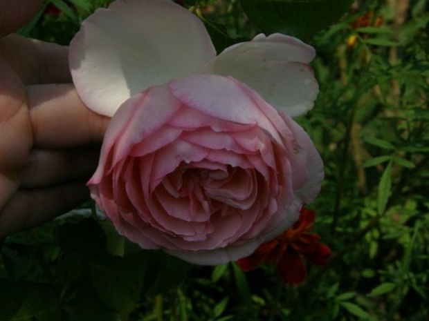 Eden Rose 85 #róże