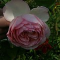 Eden Rose 85 #róże