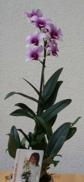 dendrobium