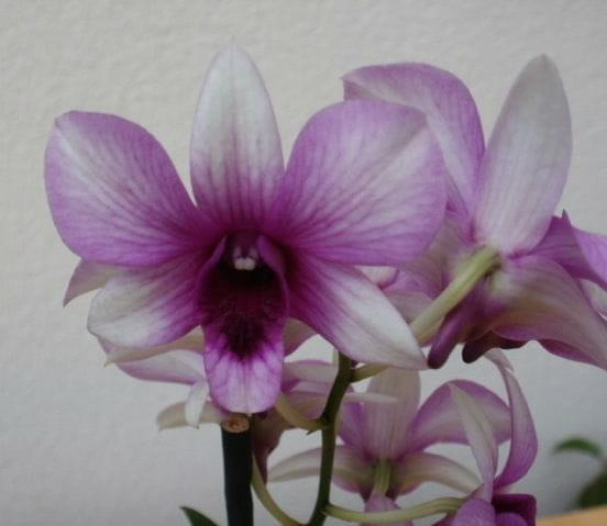 dendrobium