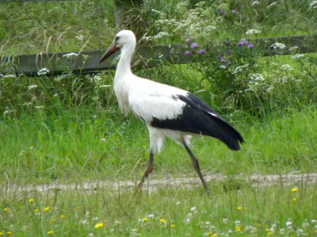 Podlasie 2011