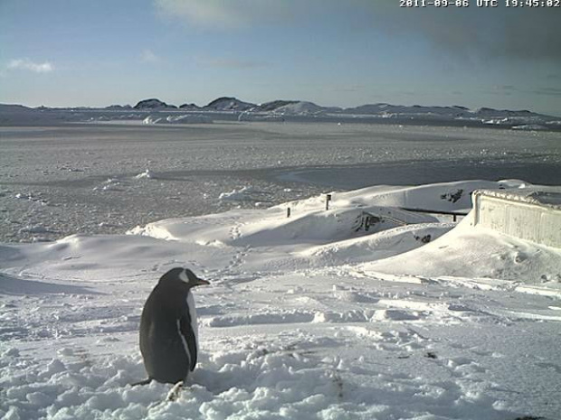 Pingwiny białobrewe Antarktyda http://www.martingrund.de/pinguine/pinguincam1.htm#1