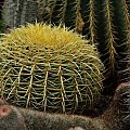 #kaktusy