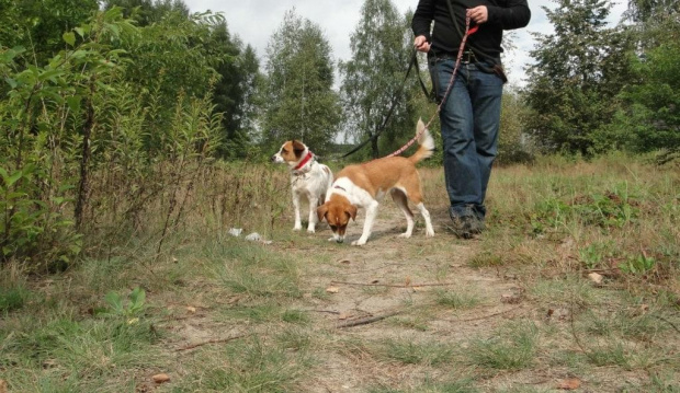 Do adopcji #adopcja #Gliwice #pies #poszukuję #psy #suka #szukam #zwierzęta