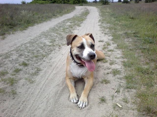 Daisy #amstaff