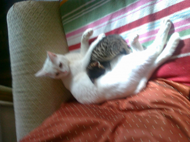 Decybel i Bibi