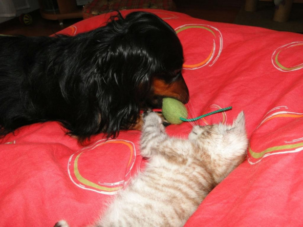 Koty do adopcji #adopcja #adopcje #Gliwice #kocięta #kot #kotki #koty #pomoc #przygarnę #schronisko #zaadoptuję #zwierzęta