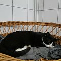 Koty do adopcji #adopcja #adopcje #Gliwice #kocięta #kot #kotki #koty #pomoc #przygarnę #schronisko #zaadoptuję #zwierzęta