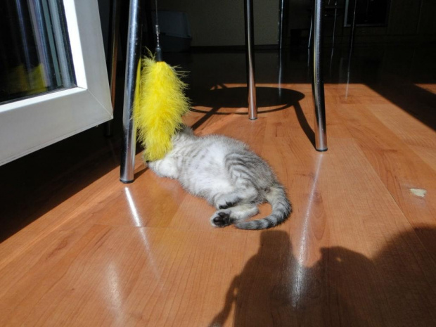 Koty do adopcji #adopcja #adopcje #Gliwice #kocięta #kot #kotki #koty #pomoc #przygarnę #schronisko #zaadoptuję #zwierzęta