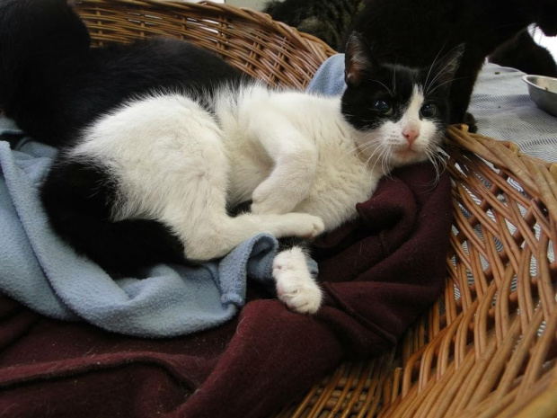 Koty do adopcji #adopcja #adopcje #Gliwice #kocięta #kot #kotki #koty #pomoc #przygarnę #schronisko #zaadoptuję #zwierzęta