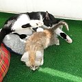 Koty do adopcji #adopcja #adopcje #Gliwice #kocięta #kot #kotki #koty #pomoc #przygarnę #schronisko #zaadoptuję #zwierzęta