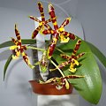 phalaenopsis mannii