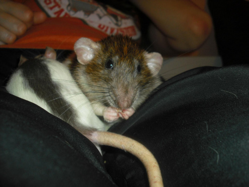 Ryś #szczury #szczur #rat #rats