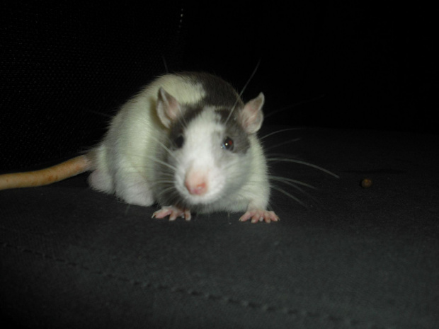 Tulio czuje się coraz lepiej #szczury #szczur #rat #rats