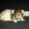Ryś #szczury #szczur #rat #rats