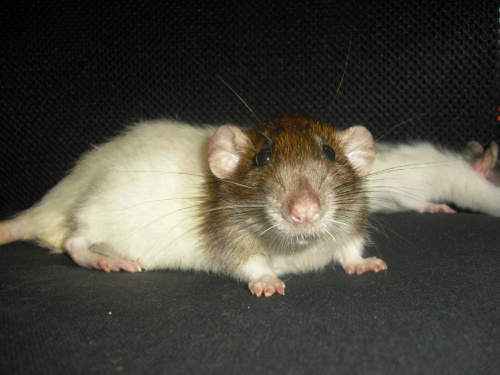 Ryś #szczury #szczur #rat #rats