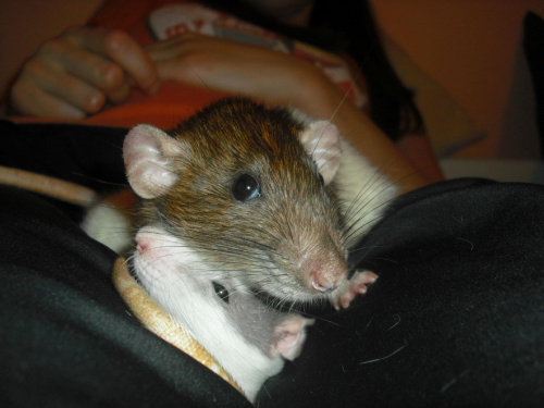 Ryś #szczury #szczur #rat #rats