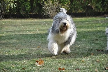 #POn #PolskiOwczarekNizinny #szczeniaki #AmaCanem #hodowla #psy