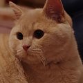 kot brytyjski - hodowla KotkowaAfera.pl #bri #kociaki #KotBrytyjski #KotyBrytyjskie #KotyBrytyjskieHodowla