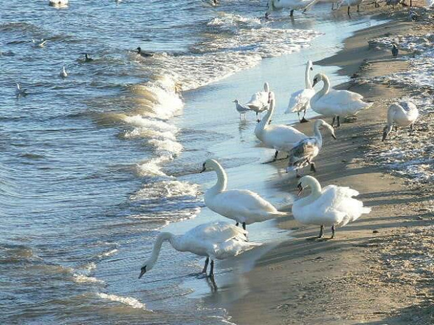 Jak zwykle ptaków nad morzem sporo #Ptaki