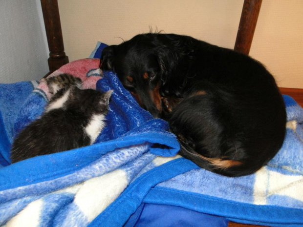 Koty do adopcji #adopcja #adopcje #Gliwice #kocięta #kot #kotki #koty #pomoc #przygarnę #schronisko #zaadoptuję #zwierzęta