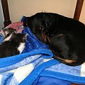 Koty do adopcji #adopcja #adopcje #Gliwice #kocięta #kot #kotki #koty #pomoc #przygarnę #schronisko #zaadoptuję #zwierzęta