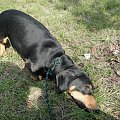 Koty do adopcji #adopcja #adopcje #Gliwice #kocięta #kot #kotki #koty #pomoc #przygarnę #schronisko #zaadoptuję #zwierzęta