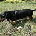 Koty do adopcji #adopcja #adopcje #Gliwice #kocięta #kot #kotki #koty #pomoc #przygarnę #schronisko #zaadoptuję #zwierzęta