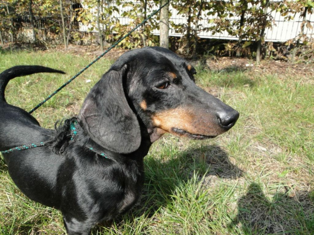 Koty do adopcji #adopcja #adopcje #Gliwice #kocięta #kot #kotki #koty #pomoc #przygarnę #schronisko #zaadoptuję #zwierzęta