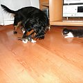 Koty do adopcji #adopcja #adopcje #Gliwice #kocięta #kot #kotki #koty #pomoc #przygarnę #schronisko #zaadoptuję #zwierzęta