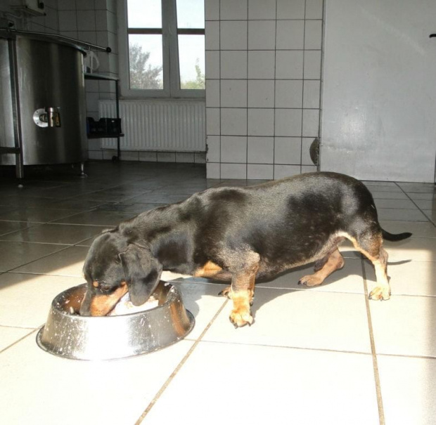 Koty do adopcji #adopcja #adopcje #Gliwice #kocięta #kot #kotki #koty #pomoc #przygarnę #schronisko #zaadoptuję #zwierzęta