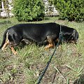 Koty do adopcji #adopcja #adopcje #Gliwice #kocięta #kot #kotki #koty #pomoc #przygarnę #schronisko #zaadoptuję #zwierzęta