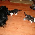 Koty do adopcji #adopcja #adopcje #Gliwice #kocięta #kot #kotki #koty #pomoc #przygarnę #schronisko #zaadoptuję #zwierzęta
