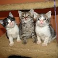 Koty do adopcji #adopcja #adopcje #Gliwice #kocięta #kot #kotki #koty #pomoc #przygarnę #schronisko #zaadoptuję #zwierzęta