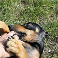 Koty do adopcji #adopcja #adopcje #Gliwice #kocięta #kot #kotki #koty #pomoc #przygarnę #schronisko #zaadoptuję #zwierzęta