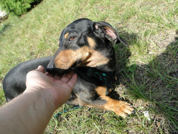 Koty do adopcji #adopcja #adopcje #Gliwice #kocięta #kot #kotki #koty #pomoc #przygarnę #schronisko #zaadoptuję #zwierzęta