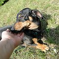 Koty do adopcji #adopcja #adopcje #Gliwice #kocięta #kot #kotki #koty #pomoc #przygarnę #schronisko #zaadoptuję #zwierzęta
