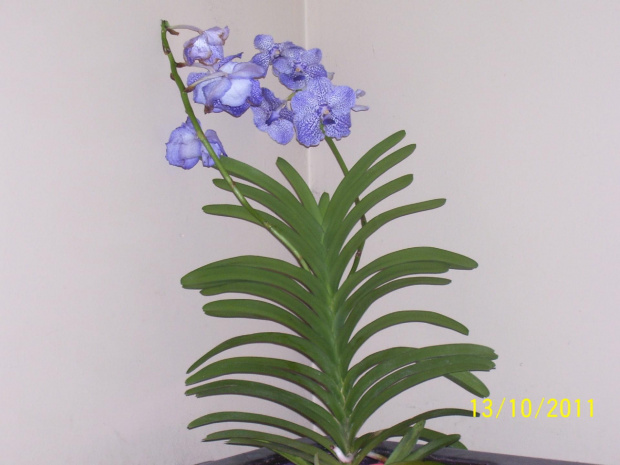 vanda