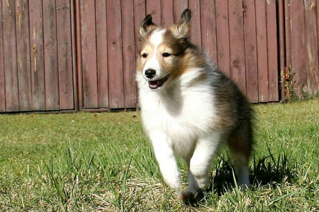 PEARL PRINCESS Z Kojca Coli #MiniColie #OwczarekSzetlandzki #sheltie #szetland