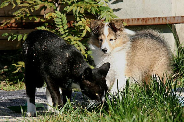 PEARL PRINCESS Z Kojca Coli #MiniColie #OwczarekSzetlandzki #sheltie #szetland