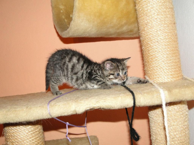 Koty do adopcji