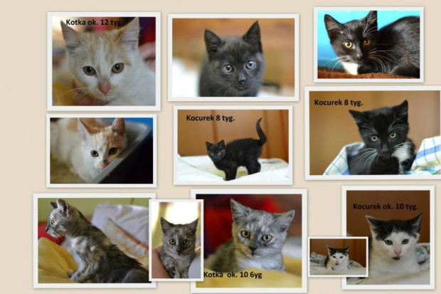 koty do adopcji #adopcja #adopcje #Gliwice #kocięta #kot #kotki #koty #pomoc #przygarnę #schronisko #zaadoptuję #zwierzęta