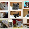 koty do adopcji #adopcja #adopcje #Gliwice #kocięta #kot #kotki #koty #pomoc #przygarnę #schronisko #zaadoptuję #zwierzęta