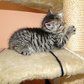 Koty do adopcji #adopcja #adopcje #Gliwice #kocięta #kot #kotki #koty #pomoc #przygarnę #schronisko #zaadoptuję #zwierzęta