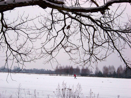 Samotny...samotnik:) #LasKabacki #Warszawa #zima #śnieg