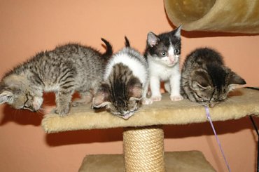 Koty do adopcji #adopcja #adopcje #Gliwice #kocięta #kot #kotki #koty #pomoc #przygarnę #schronisko #zaadoptuję #zwierzęta